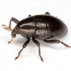 Tyloderma baridium