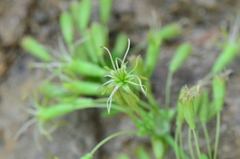 Silene otites