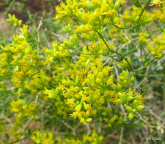 Amphipappus fremontii