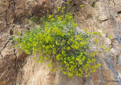 Amphipappus fremontii