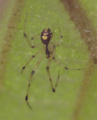 Theridion frizzellorum