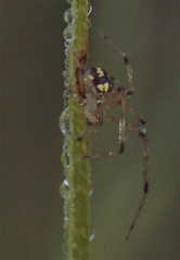 Theridion frizzellorum