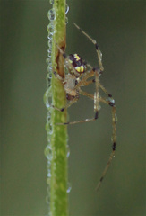 Theridion frizzellorum