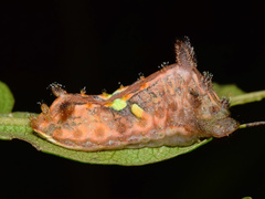Neomocena convergens