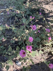 Sphaeralcea mendocina