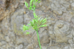 Silene otites
