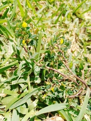 Fabaceae