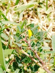 Fabaceae