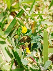 Fabaceae
