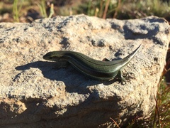 Pseudemoia cryodroma