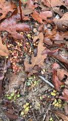 Pterostegia drymarioides