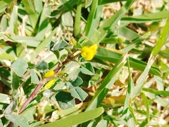 Fabaceae