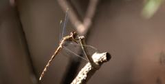 Erythrodiplax umbrata