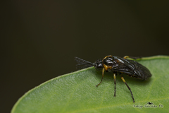 Adurgoa gonagra