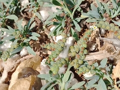 Heliotropium curassavicum