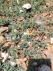 Heliotropium curassavicum