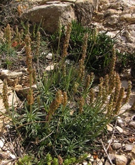 Plantago subulata