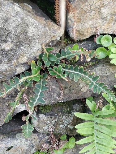 Asplenium lolegnamense image