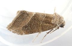 Plagiomimicus spumosum