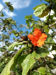 Cordia sebestena