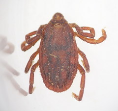 Rhipicephalus bursa
