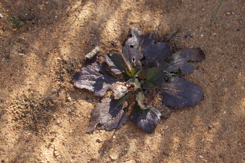 Image of Stalked Babooncabbage by (c) Tony Rebelo, some rights reserved (CC BY-SA)