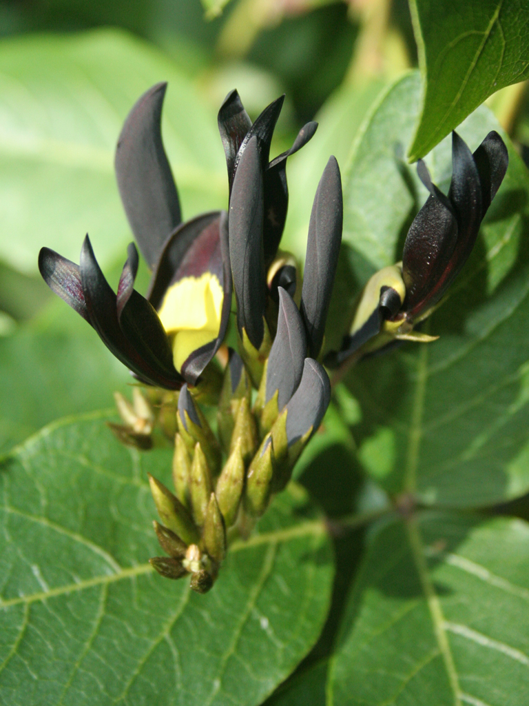 Kennedia nigricans