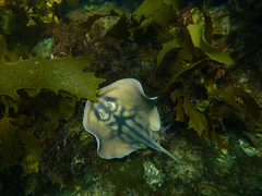 Urolophus cruciatus
