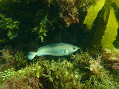 Pseudophycis