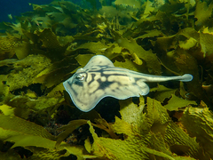 Urolophus cruciatus