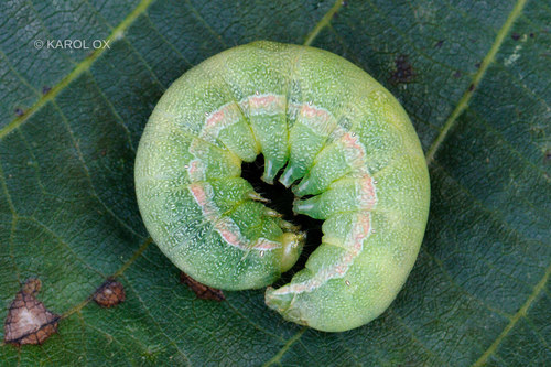 mora ďatelinová (Anarta trifolii)