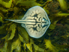 Urolophus cruciatus