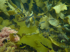 Trachinops caudimaculatus