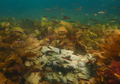 Trachinops caudimaculatus