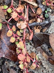 Pterostegia drymarioides