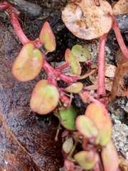 Pterostegia drymarioides