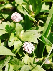 Spilanthes leiocarpa