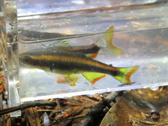 Pteronotropis hypselopterus