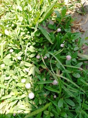 Spilanthes leiocarpa