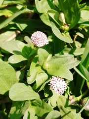 Spilanthes leiocarpa