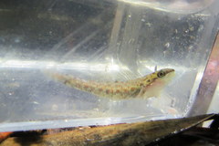 Etheostoma edwini