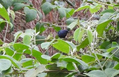 Diglossa lafresnayii