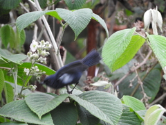 Diglossa lafresnayii