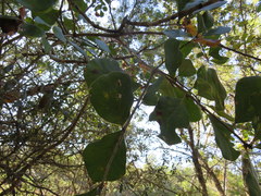 Quercus arkansana