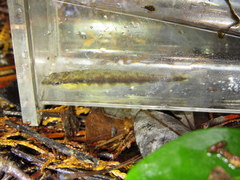 Percina nigrofasciata