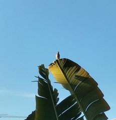 Lichmera indistincta