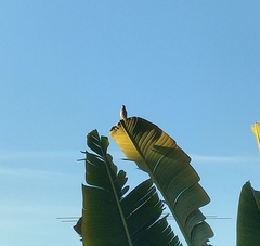 Lichmera indistincta