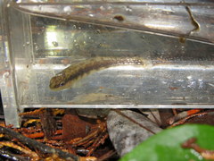 Percina nigrofasciata