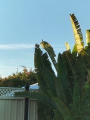 Lichmera indistincta