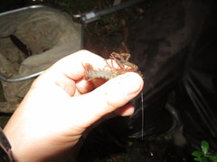 Procambarus versutus